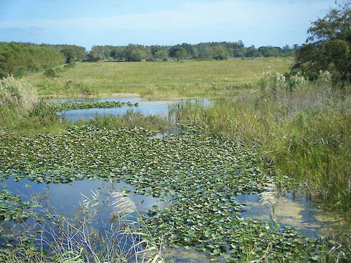 Loxahatchee River Estuary photo by Jennifer Strickland. Loxahatchee River Estuary photo by Jennifer Strickland.